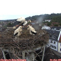 06_10-nest.jpg