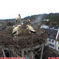 06_15-nest.jpg