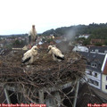 06_20-nest.jpg