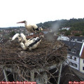 06_25-nest.jpg