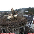 06_30-nest.jpg