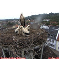 06_35-nest.jpg