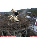 06_40-nest.jpg
