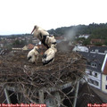 06_45-nest.jpg