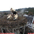 06_50-nest.jpg