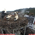 06_55-nest.jpg