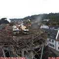 07_00-nest.jpg