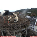 07_05-nest.jpg
