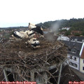 07_10-nest.jpg