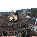 07_15-nest.jpg