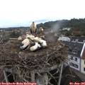 07_20-nest.jpg