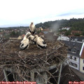 07_30-nest.jpg