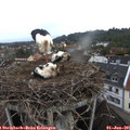 07_35-nest.jpg