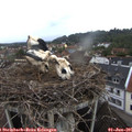 07_40-nest.jpg