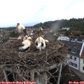 07_45-nest.jpg