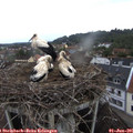 07_50-nest.jpg