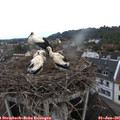 07_55-nest.jpg