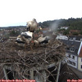 08_00-nest.jpg