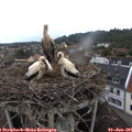 08_05-nest.jpg