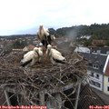 08_10-nest.jpg