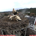 08_15-nest.jpg