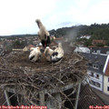 08_20-nest.jpg