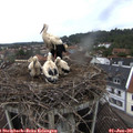 08_25-nest.jpg