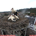 08_30-nest.jpg