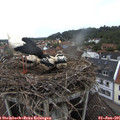 08_35-nest.jpg