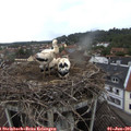 08_40-nest.jpg