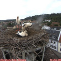 08_45-nest.jpg