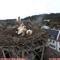 08_50-nest.jpg