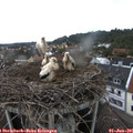 08_55-nest.jpg