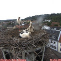 09_00-nest.jpg