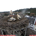 09_05-nest.jpg