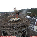 09_10-nest.jpg