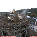 09_15-nest.jpg