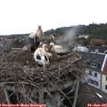 09_20-nest.jpg