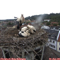 09_25-nest.jpg