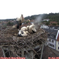 09_30-nest.jpg