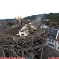 09_35-nest.jpg