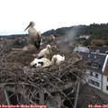 09_40-nest.jpg