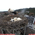 09_45-nest.jpg