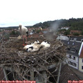 09_50-nest.jpg