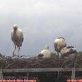 09_55-mast.jpg