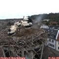 09_55-nest.jpg