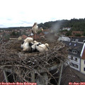 10_00-nest.jpg