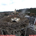 10_05-nest.jpg