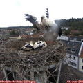 10_10-nest.jpg