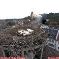 10_15-nest.jpg